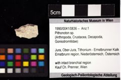 Foto (Objket + Etiketten) von Pithonoton sp. 